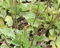 Image result for Plantago