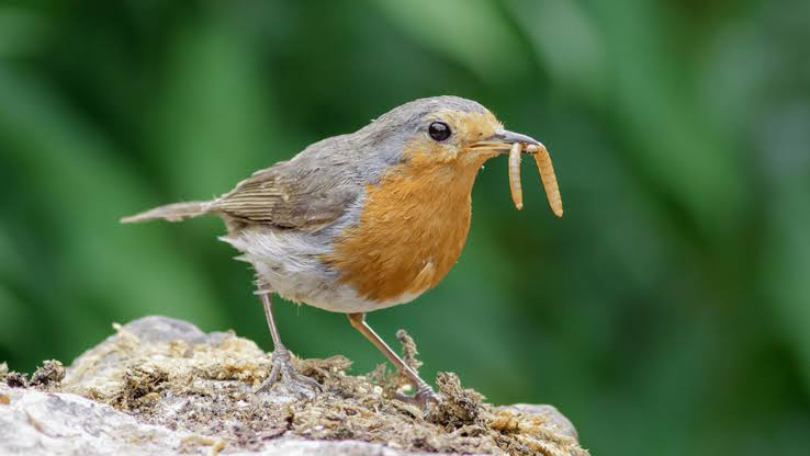 Robins are major fans of mealworms and will often wait by your feeder for a fresh batch., AI generated
