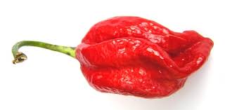 What does bhut jolokia mean? Naga Viper Pepper Wikipedia