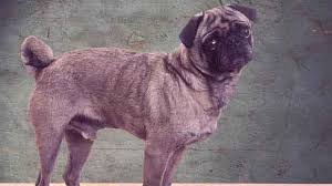 We did not find results for: Caring For Underweight Dogs And Cats Petcarerx