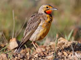 Image result for Tolpis capensis