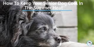 How To Keep Your Senior Dog Cool In Summer Heat Topdog Health