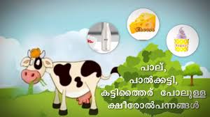 Vitamin D Sources Of Malayalam Youtube