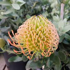 Image result for Leucospermum