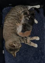 Pumpkin and her new family!