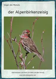 Vogel Des Monats Der Alpenbirkenzeisig Zeisig Alpen Birke