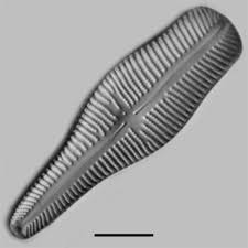 Image result for Strephonema