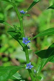 Image result for Hydrolea brevistyla