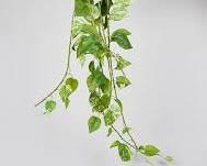 Image of Pothos plant