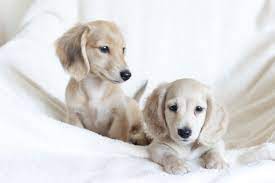 Image1 Jpeg 5 184 3 456 Pixels Dachshund Puppies Dachshund Dog Dachshund Breed