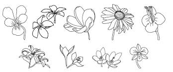 Different kinds can be found on vegetation, in rotting wood or plants, in carrion, fungi, and dung. Types Of Flowers To Draw Novocom Top