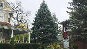 Back Off Covid Grinch Chicago Has An Official Christmas Tree Chicago News Wttw
