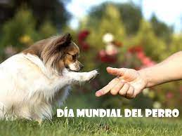 En argentina, desde que comenzó el aislamiento, las adopciones de perros. Dia Mundial Del Perro 2019 Por Que Se Celebra El 21 De Julio Image Marketing