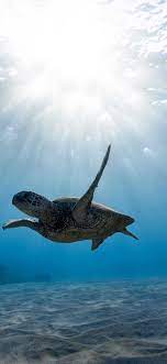 Iphone X Wallpapers Skull Sea Turtle Underwater World Hd Sea Turtle Wallpaper Turtle Background Turtle Wallpaper