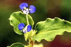Image result for Commelina benghalensis