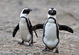 If you say pingu, and stand up straight with arms by your sides with hands flapping, people who speak almost any language will know exactly what you. Penguins May Have The Same Vocal Patterns As Humans Daily Mail Online