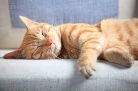 122 Spanish Cat Names Cuteness