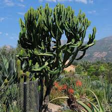 Image result for Euphorbia ingens