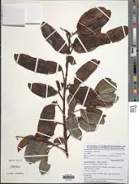 Image result for Angylocalyx boutiqueanus