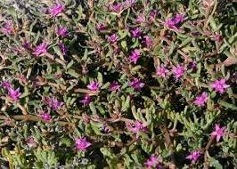 Image result for Sesuvium