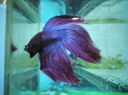 Crowntails received their name from their spiky tail and fins. Betta Series 101 Tail Types Steemit