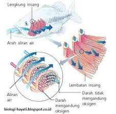 Pertukaran gas untuk menyediakan oksigen molekular ( o2 ) dari lingkungan bagi respirasi seluler dan membuang. Sistem Pernapasan Pada Hewan Pisces Lengkap