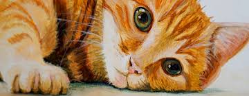 Katzen Zeichnen Lernen So Kommt Die Samtpfote Perfekt Ins Bild Katzen De