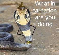 What In Tarnation Snakes With Hats Cute Reptiles Cute Snake