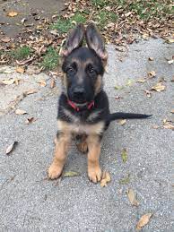 At this point, you can feed other types of food to your german shepherd puppy besides their mother's milk. Write To Us With Your Feedback Cute Dog Pictures German Shepard Puppies Puppies