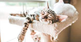 Here are just a few ways to help your cat escape the heat. 8 Ways To Keep Your Cat Cool In Summer Purewow