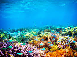 Gambar pemandangan alam pedesaan indah not there org 12 03 2019 gambar pemandangan bawah laut luas laut jauh lebih besar dari pada daratan begitupun kehidupannya laut memiliki banyak sekali makhluk hidup dari mulai yang kita ketahui hingga yang belum kita ketahui 7 gambar. Unduh 5800 Background Pemandangan Bawah Laut Hd Terbaik Download Background