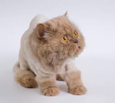 Domestic short hair cat gets a lion cut haircut.published sept 6th 2016. Pros And Cons Of Lion Cuts For Cats Lovetoknow