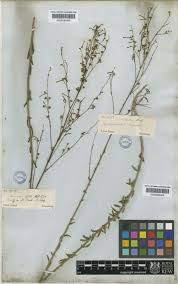 Image result for Schwenckia