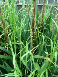 Image result for Hemarthria