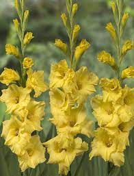 Gladiolus Strong Gold Gladiolus Flower Gladiolus Rare Flowers