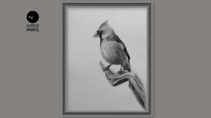 Tattoo ideas tattoos bird drawings flying tattoo cardinal tattoos. How To Draw A Cardinal Bird Step By Step Pencil Sketch Drawing Youtube