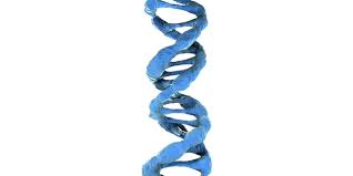 Looking for the definition of adn? En Que Consisten Las Pruebas De Adn Te Lo Explicamos