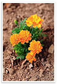 Maybe you would like to learn more about one of these? Tips For Growing Marigolds She Wears Many Hats