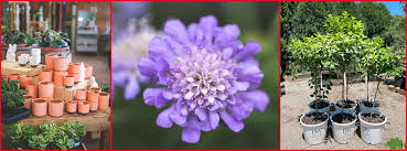 Masses of flower bulbs, especially those which naturalize, can add years of interest to the garden. Jung Seed Vegetable Seed Flower Seed And Garden Supplies