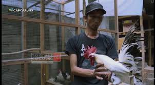 Berikut cara budidaya ayam kampung, mencakup pembuatan kandang, perkawinan pengeraman pakan dan pemilihan nutrisi. Kisah Inspiratif Sukses Beternak Ayam Chabo Ayam Kate Dari Negeri Sakura Mediatani