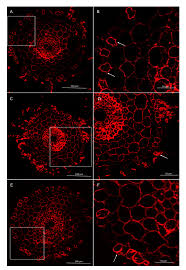 Maybe you would like to learn more about one of these? Cells Free Full Text Plant Cell Wall Changes In Common Wheat Roots As A Result Of Their Interaction With Beneficial Fungi Of Trichoderma Html