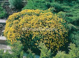Fiori gialli, ce ne sono di varie forme e dimensioni, alcuni già l'8 marzo per la festa delle donne tra i fiori gialli a grappolo, la mimosa è il più famoso. Medicago Arborea