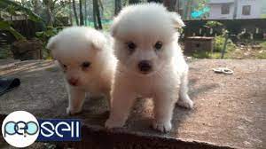 Whatever job you've got, we promise to get it done. Good Quality Miniature Pomeranian For Sale Kottayam Free Classifieds