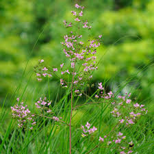 Its ferny leaves emerge green in spring, turning dark green in colour. Hewitt S Double Yunnan Meadow Rue Finegardening