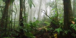 Maybe you would like to learn more about one of these? Santa Elena Cloud Forest Reserve Costa Rica