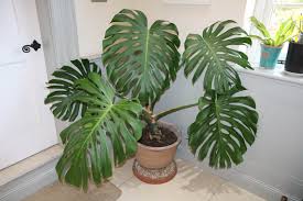 Nos coups de coeur sur les routes de france. How To Root Monstera Cuttings The Tea Break Gardener