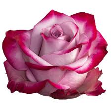 Image result for Rosa