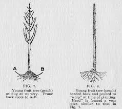 More information about growing fruit trees. The Little Pruning Book Small Farmer S Journal