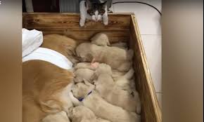 Cani e gatti finalmente insieme in una grande collezione di giochi dedicata ai simpatici amici a quattro zampe. La Gattina Che Si Occupa Di Cuccioli Di Golden Retriever Il Video Il Mio Gatto E Leggenda