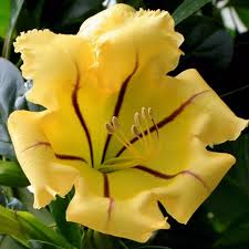 Image result for Solandra maxima